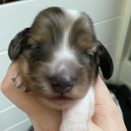 Jolene - Black and cream female Dachshund puppy in Wolf Lake, Indiana from Canisteo Dachshunds