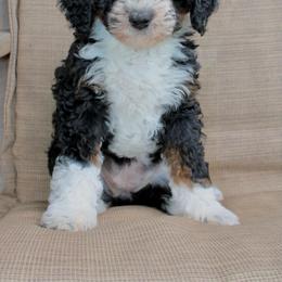 Brie - Tri-color female Bernedoodle puppy in Comanche, Texas from Central Texas Doodles, LLC.