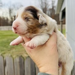 Versace - Red merle female Australian Shepherd puppy in Ashland, Ohio from SS Australian Shepherds