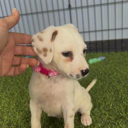 Liz - sable - Lua - White, liver and tan female Dalmatian puppy in Sedalia, Missouri from Missouri Dalmatians