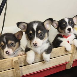 American Corgi, Pembroke Welsh Corgi, and Yorkshire Terrier Puppies from Ingram's Corgis & Yorkies