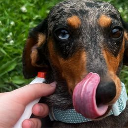 Jewels - Dachshund
