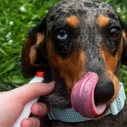 Jewels - Dachshund