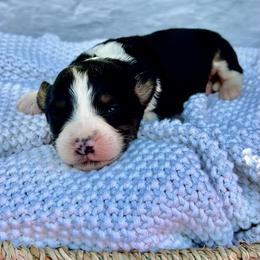 Snoopy - Tri-color male Bernedoodle puppy in Lancaster, Missouri from Cavapoo Acres