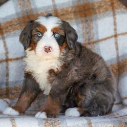 Honda - Merle female Bernedoodle puppy in Dundee, Ohio from Down Home Doodle