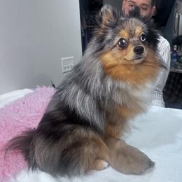 Pomeranian All Grown Up from Laura Velli