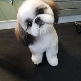 Cocker Spaniel and Shih Tzu Puppies from Newsong Cockers & Shih Tzu