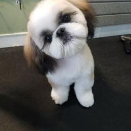 Cocker Spaniel and Shih Tzu Puppies from Newsong Cockers & Shih Tzu