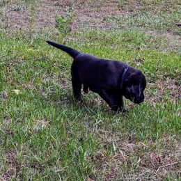 Labrador Retriever Puppies from Labradors Forever