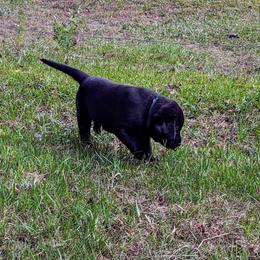 Labrador Retriever Puppies from Labradors Forever
