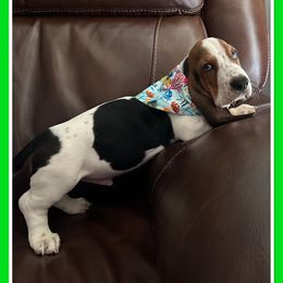 Boy 5 - Basset Hound puppy in Columbia, South Carolina from Pawmetto Hounds