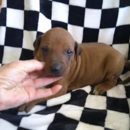 Mike - Rd whtn blk nose male Rhodesian Ridgeback puppy in Carney, Oklahoma from River Run Parson Russell terriers & River Run Ridgebacks