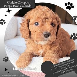 Blue Collar - Red male Cavapoo puppy in Fort Lupton, Colorado from Puppy Paws Colorado