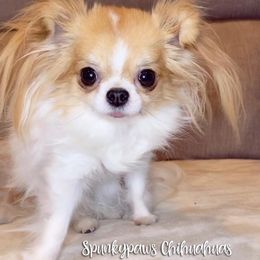 Chihuahua Puppies from Spunkypaws Chihuahuas