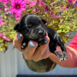 Crush - Red Boy - Black male Miniature Schnauzer puppy in Oneonta, Alabama from Murphree Valley Kennels