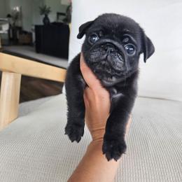 Blossom - Black female Pug puppy in Jacksonville, North Carolina from Coliseum de Cassiope