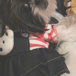 Shih Tzu All Grown Up from Shih Bears