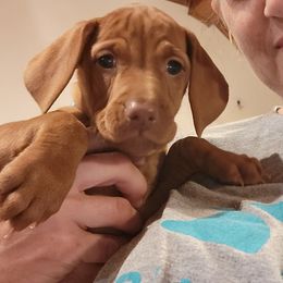 Light blue collar girl - Golden rust female Vizsla puppy in Springfield, Ohio from Amy's Vizslas