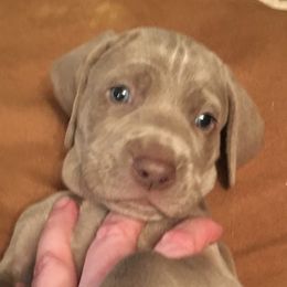 Weimaraners from Pam's Weimaraners