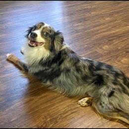 Cash - Miniature Australian Shepherd