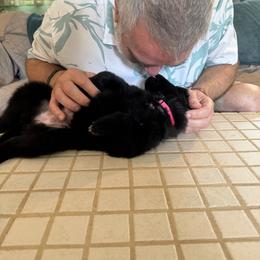 Pink Girl - Black female Belgian Sheepdog puppy in Fort Wayne, Indiana from Tenebras Belgian Sheepdogs