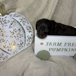 Girl 4 - Chocolate and tan female Dachshund puppy in Richwood, West Virginia from Wild and Wonderful Wieners