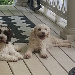 Lagotto Romagnolo Puppies from Brianna Johnson
