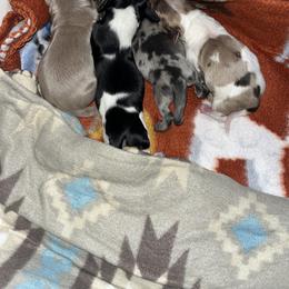 Chocolate and Tan Dapple Piebald - Dapple female Dachshund puppy in Knoxville, Tennessee from Over The Moon Minis