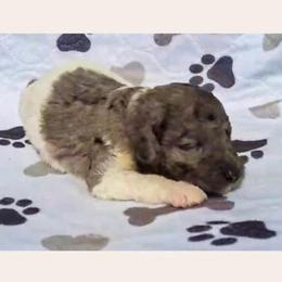Pickles - Parti male Goldendoodle puppy in Sterling, Connecticut from Justine’s Retrievers and Doodles, LLC