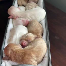 Cockapoo Puppies from Bright and Beautiful Cockapoos