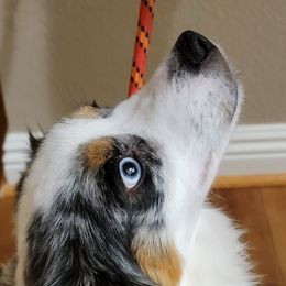 Iris - Toy Australian Shepherd