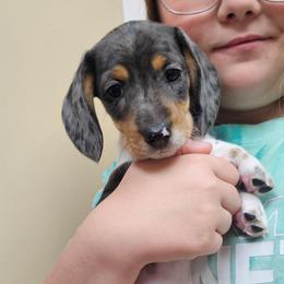 Black and tan dapple piebald - Dapple male Dachshund puppy in Belle Rive, Illinois from Akin's Miniature Dachshunds, LLC