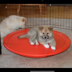Icelandic Sheepdog All Grown Up from Tri-Star Icelandics