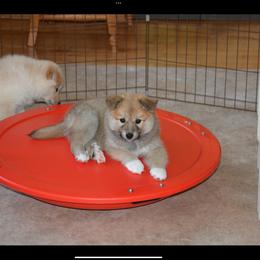 Icelandic Sheepdog All Grown Up from Tri-Star Icelandics