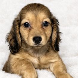 Lennox - Cream male Dachshund puppy in Dinwiddie, Virginia from East Coast Dachshunds