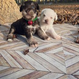 Miniature Schnauzer and Yorkshire Terrier Puppies from Barbara Clark