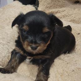 2 paws - Chocolate, tan and white male Yorkshire Terrier puppy in Chickasha, Oklahoma from SISSYS YORKIES