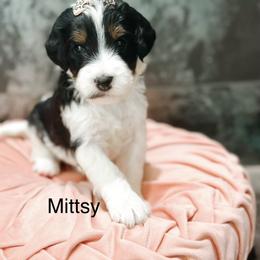 Mittsy - Tri-color female Bernedoodle puppy in Pasco, Washington from Camp Doodle Woods