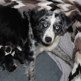 IRIS - Australian Shepherd