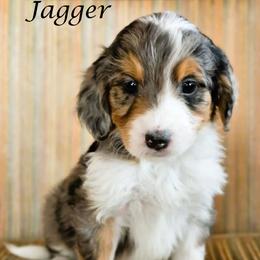 Jagger - Blue merle male Aussiedoodle puppy in Lancaster, Minnesota from Wilson Cattle Co.