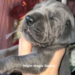 Yellow ribbon blue boy - Blue male Great Dane puppy in Georgia from Night Magic Danes