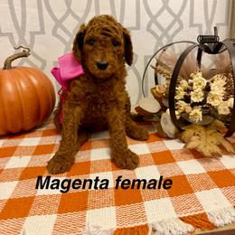 Magenta female - Red  female Goldendoodle puppy in Haughton, Louisiana from Bailey’s Cajun Canines