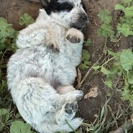 Aussiedoodle, Miniature Australian Shepherd, Poodle, and Toy Australian Shepherd Puppies from Mowry Creek Mini Aussiedoodles and More