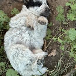 Aussiedoodle, Miniature Australian Shepherd, Poodle, and Toy Australian Shepherd Puppies from Mowry Creek Mini Aussiedoodles and More