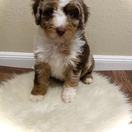 Australian Mountain Doodle, Bernedoodle, and Goldendoodle Puppies from Wynterwood Doodles