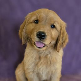 Golden Retriever Puppies from Linda's Golden Luv