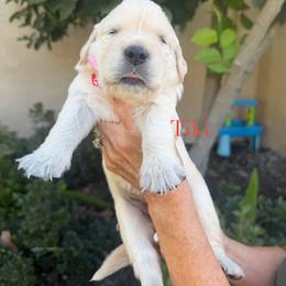 Tiki - Light golden female Golden Retriever puppy in Atwater, California from Michelle‘s English cream golden retrievers