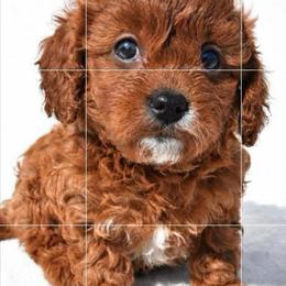 Pippa - Red female Cavapoo puppy in Temecula, California from Designer Doodles