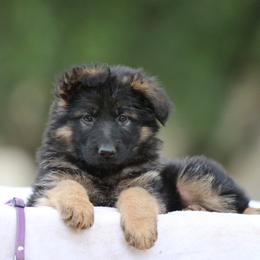 German Shepherd Puppies from Zwinger Vom Greifjäger