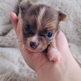 River - Blue fawn male Chihuahua puppy in Titusville, Florida from ChibiChi